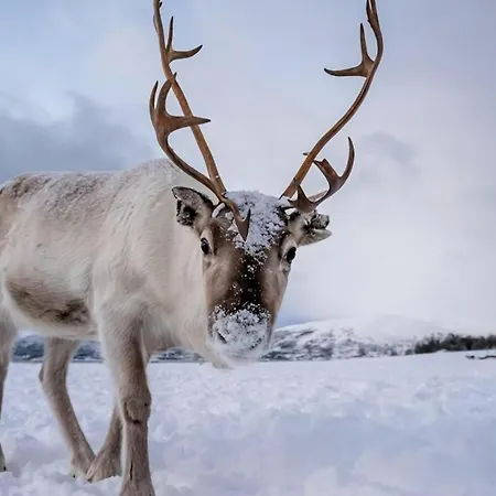 Apartment Heartbeat Of L Cozy L Dream Tromso